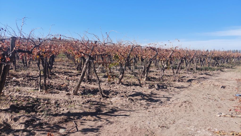Finca en Venta en San Martin, Mendoza