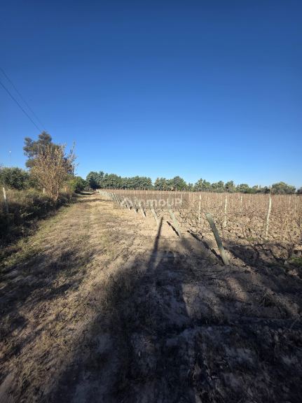 Finca en Venta en San Martin, Mendoza