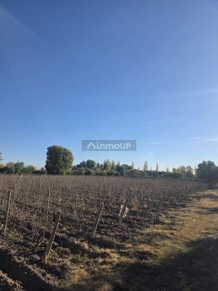 Finca en Venta en San Martin, Mendoza