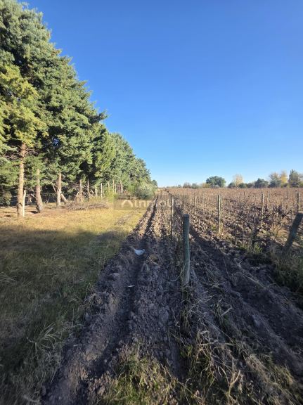 Finca en Venta en San Martin, Mendoza