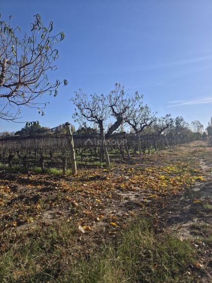 Finca en Venta en San Martin, Mendoza