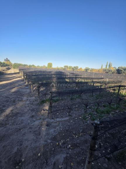 Finca en Venta en San Martin, Mendoza