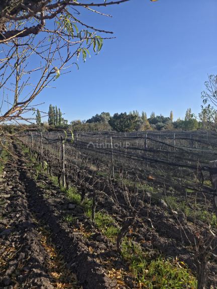 Finca en Venta en San Martin, Mendoza