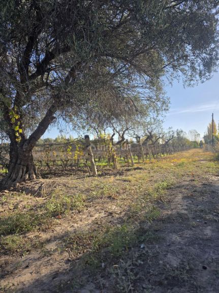 Finca en Venta en San Martin, Mendoza