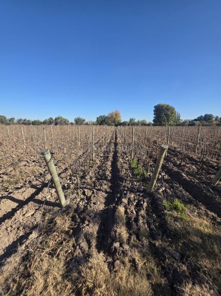 Finca en Venta en San Martin, Mendoza