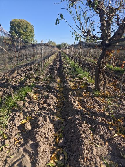 Finca en Venta en San Martin, Mendoza