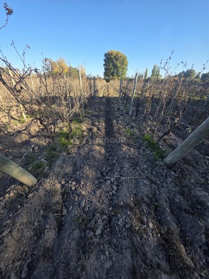 Finca en Venta en San Martin, Mendoza
