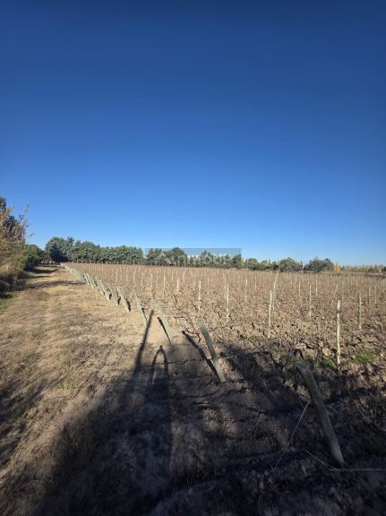 Finca en Venta en San Martin, Mendoza