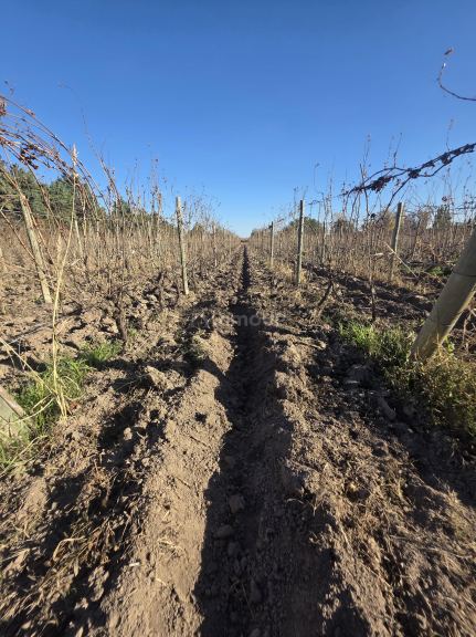 Finca en Venta en San Martin, Mendoza
