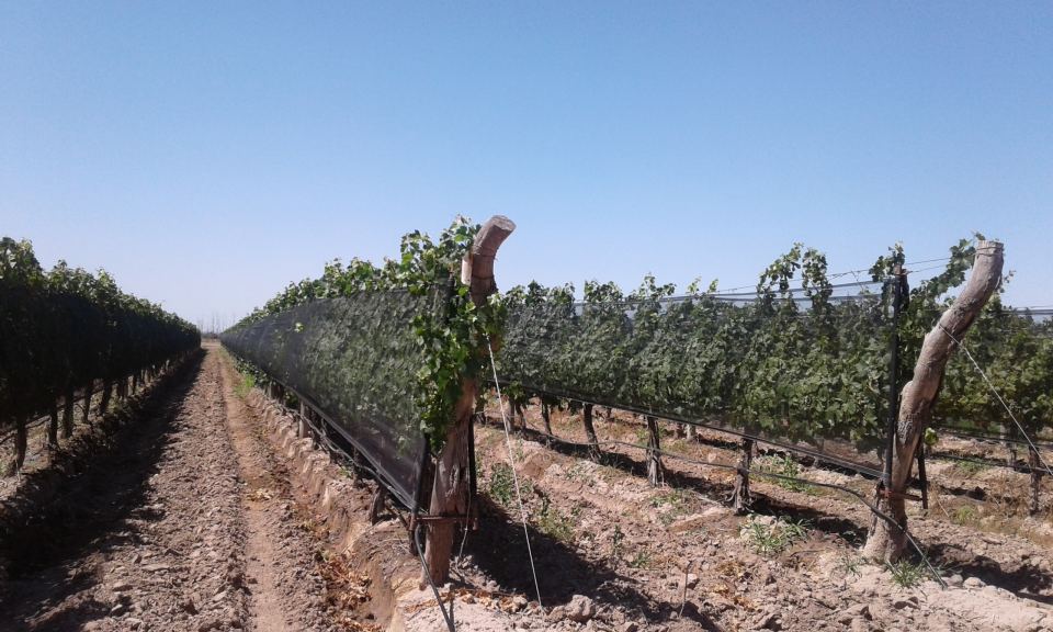 Al Oeste de Ruta 40