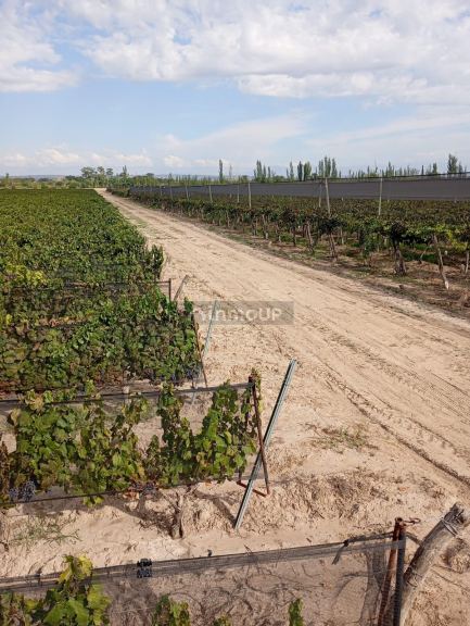 Viñedo en Venta en Junin, Mendoza