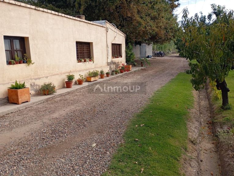 Viñedo en Venta en Junin, Mendoza