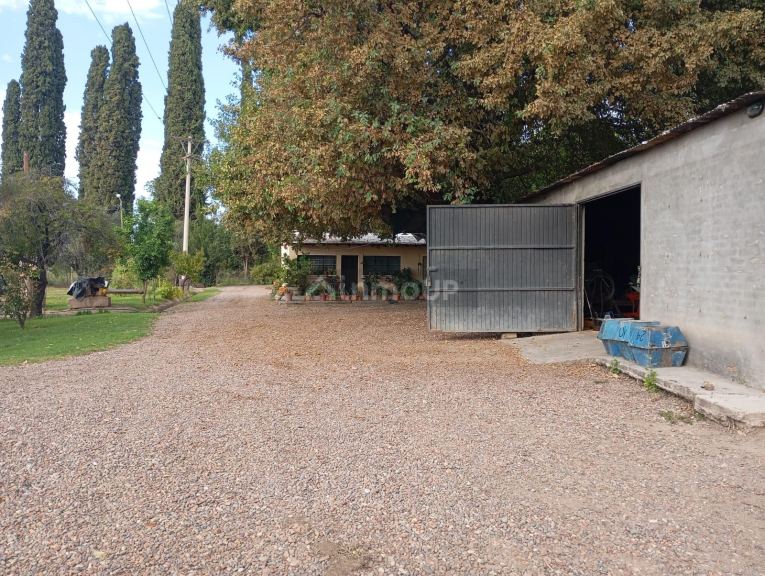 Viñedo en Venta en Junin, Mendoza
