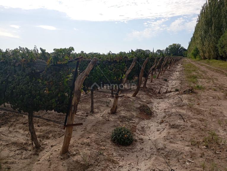 Viñedo en Venta en Junin, Mendoza