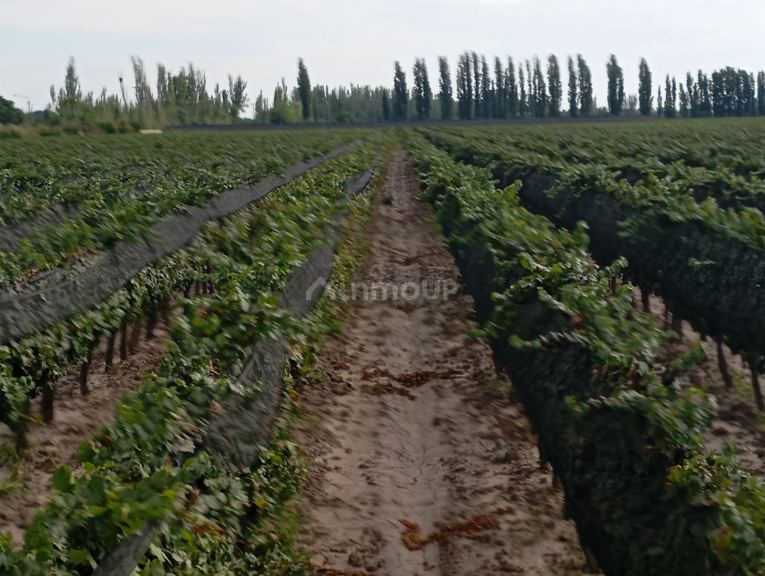 Viñedo en Venta en Junin, Mendoza