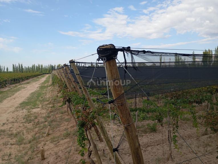 Viñedo en Venta en Junin, Mendoza