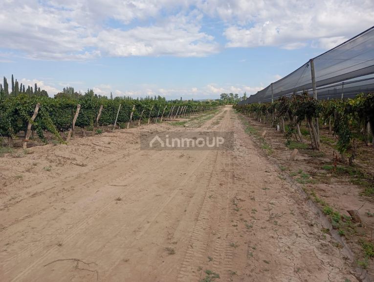 Viñedo en Venta en Junin, Mendoza