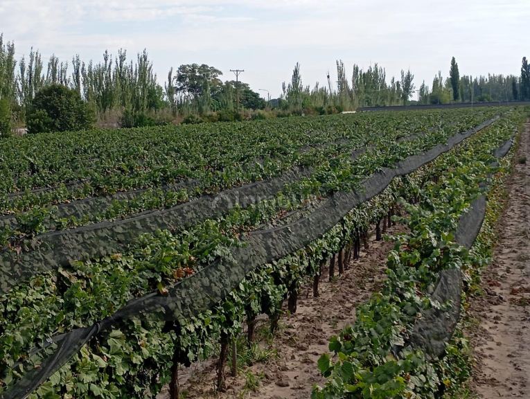 Viñedo en Venta en Junin, Mendoza