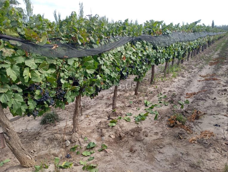 Viñedo en Venta en Junin, Mendoza