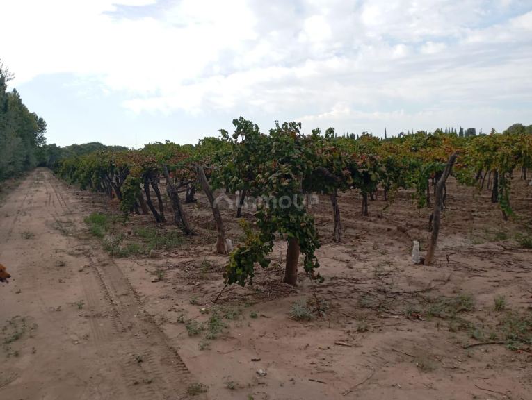 Viñedo en Venta en Junin, Mendoza