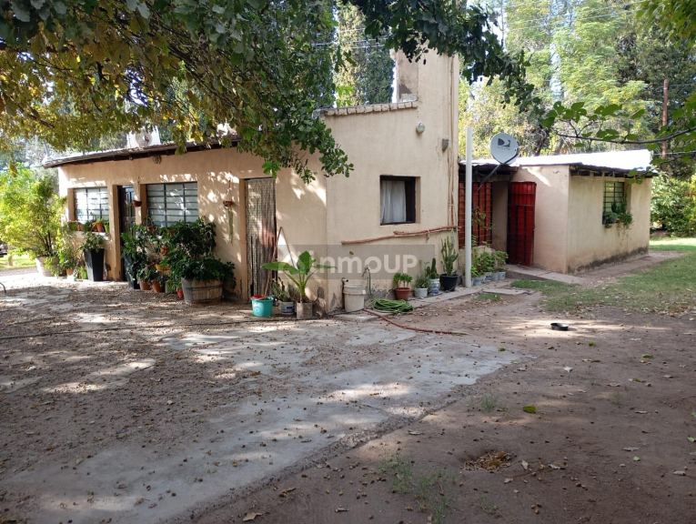 Viñedo en Venta en Junin, Mendoza