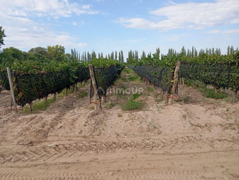 Viñedo en Venta en Junin, Mendoza