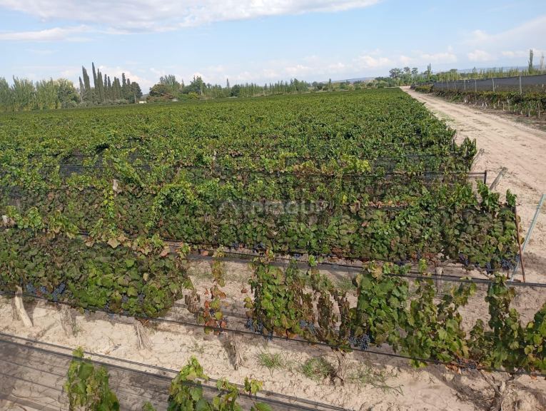 Viñedo en Venta en Junin, Mendoza