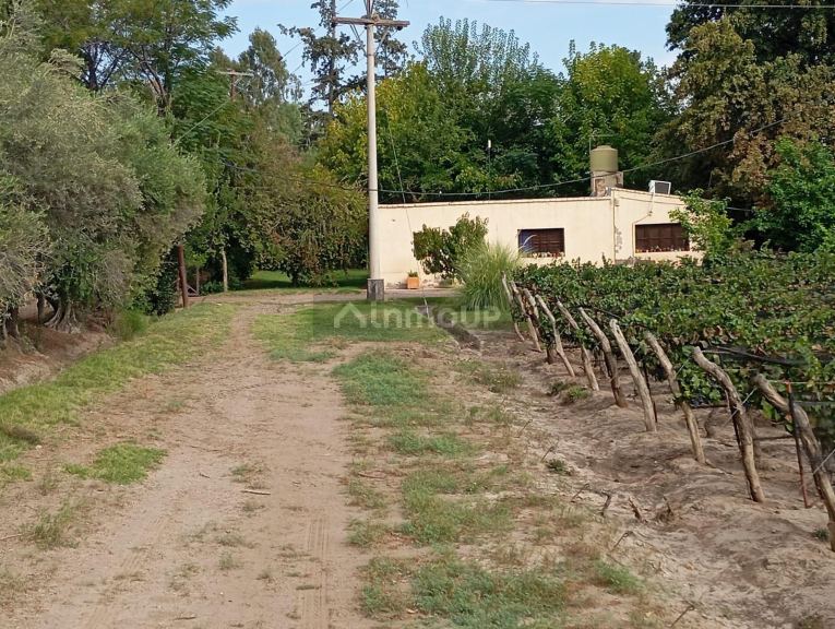Viñedo en Venta en Junin, Mendoza