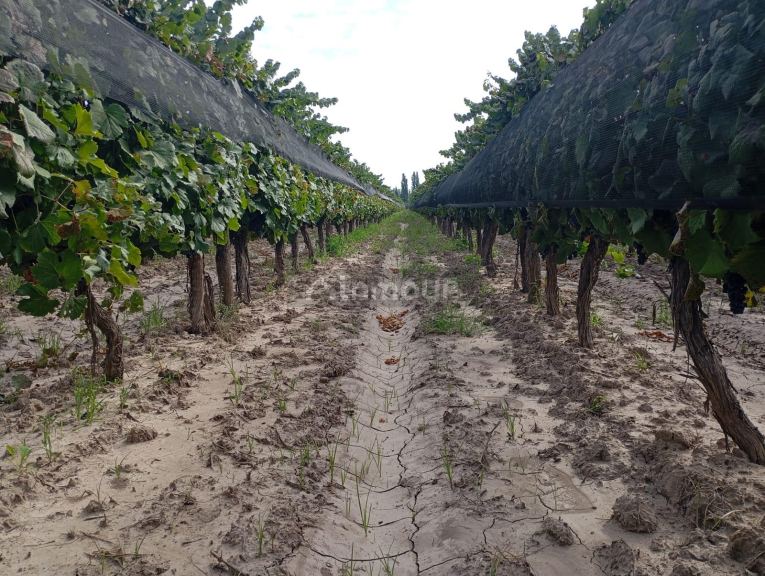 Viñedo en Venta en Junin, Mendoza