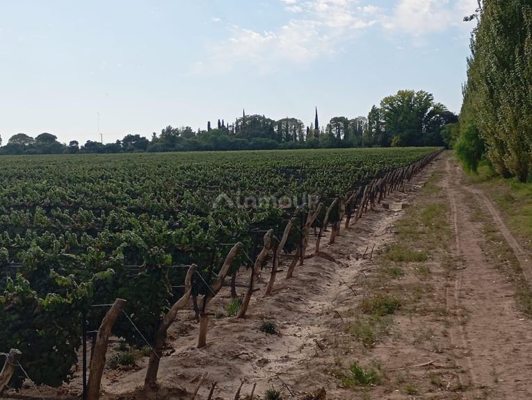 Finca en Venta en Junin, Mendoza