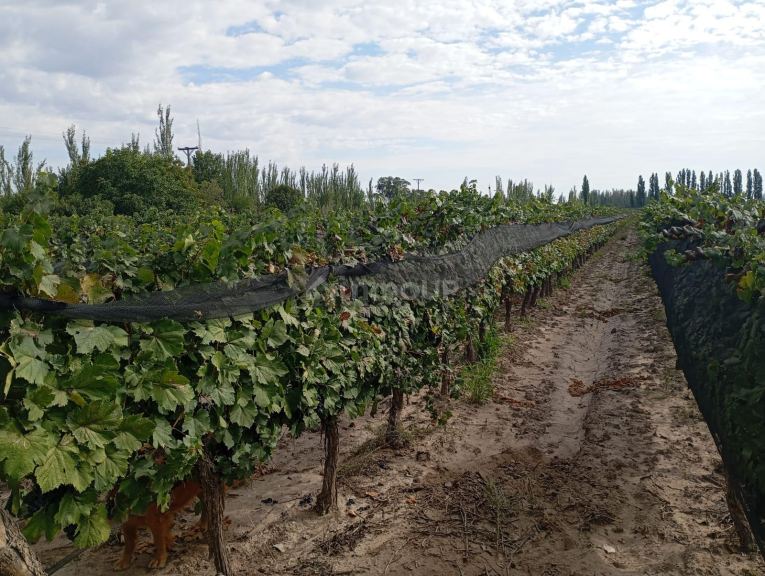 Finca en Venta en Junin, Mendoza
