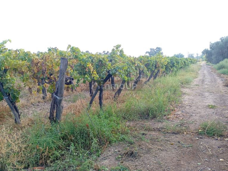 Bodega con Viñedo en Venta en Guaymallen, Mendoza
