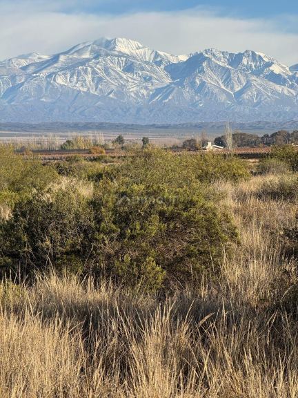 Campo en Venta en Lujan de Cuyo, Mendoza