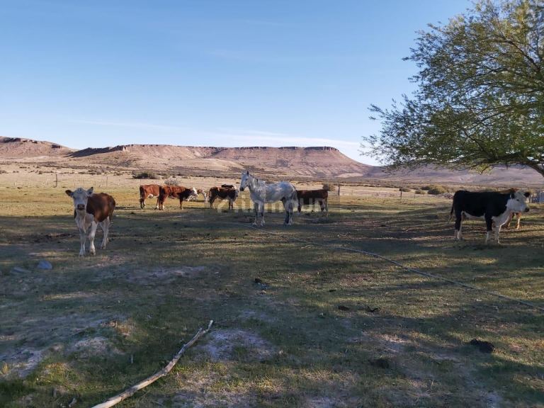 Campo en Venta en Deseado, Santa Cruz