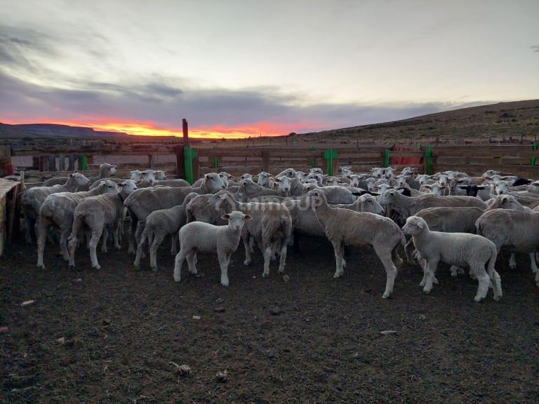 Campo en Venta en Deseado, Santa Cruz