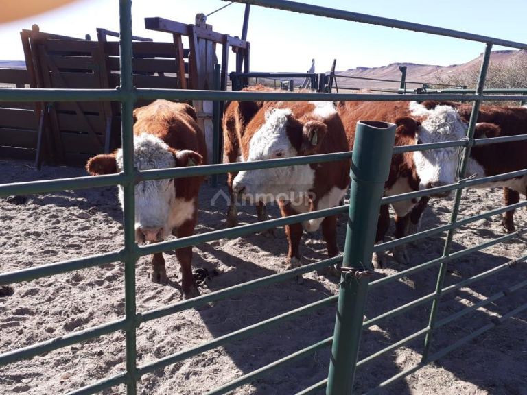 Campo en Venta en Deseado, Santa Cruz