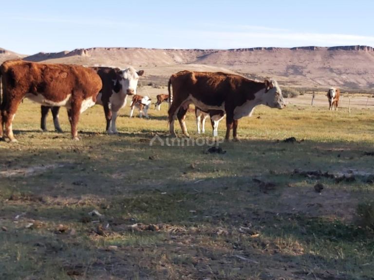 Campo en Venta en Deseado, Santa Cruz