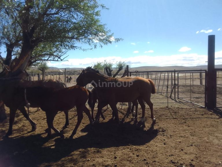 Campo en Venta en Deseado, Santa Cruz