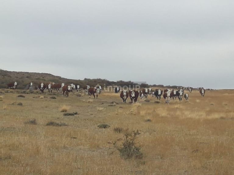 Campo en Venta en Deseado, Santa Cruz