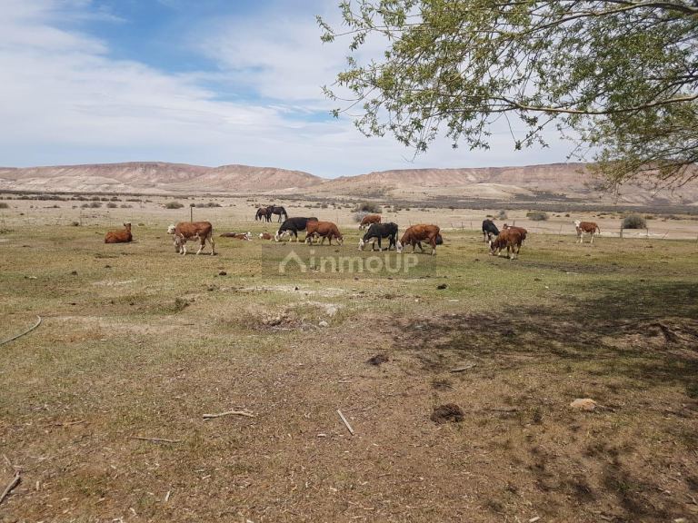 Campo en Venta en Deseado, Santa Cruz