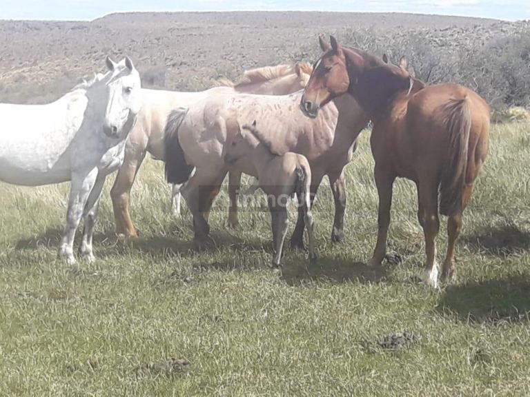 Campo en Venta en Deseado, Santa Cruz