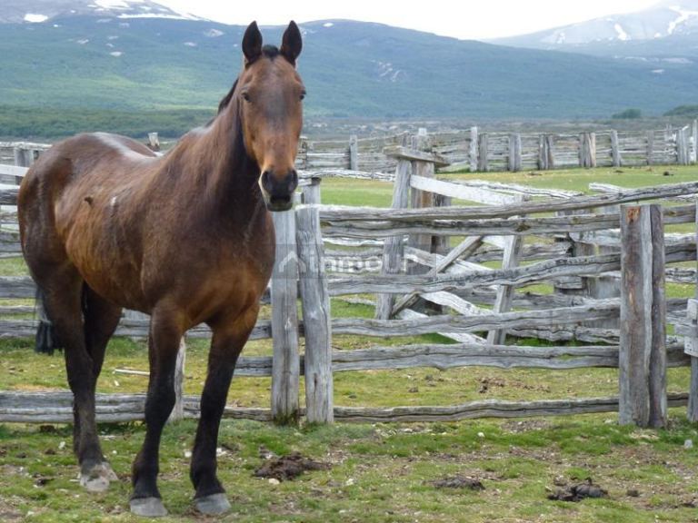 Campo en Venta en Lago Argentino, Santa Cruz