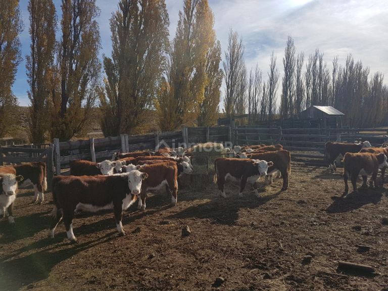 Campo en Venta en Tehuelches, Chubut