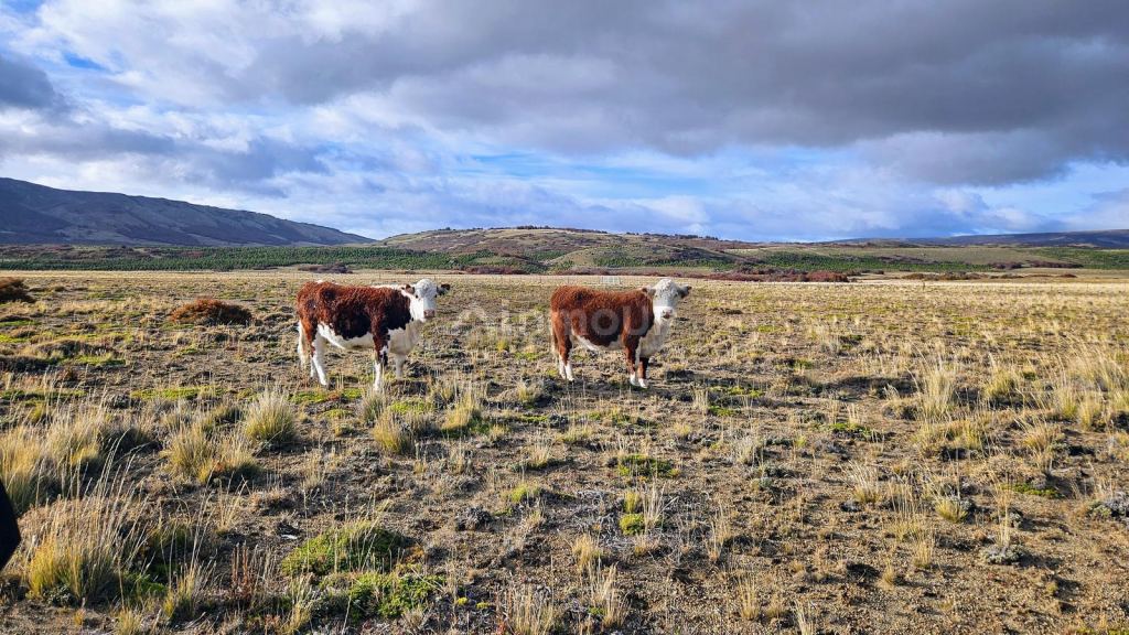 Campo en Venta en Tehuelches, Chubut