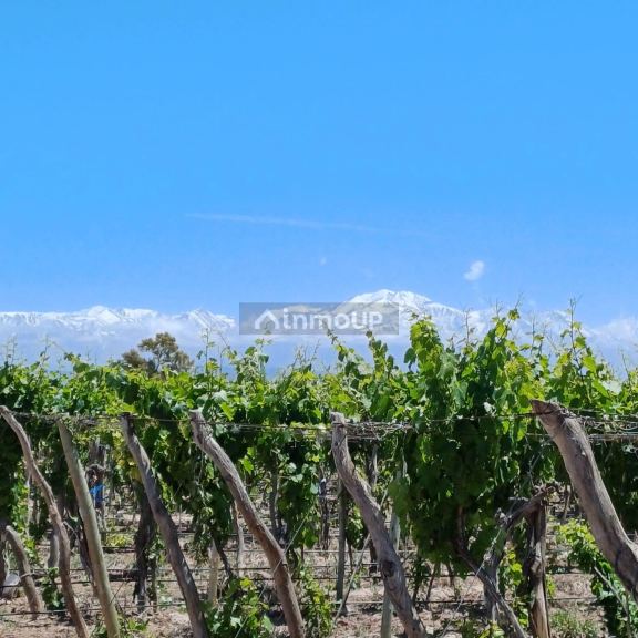 Finca en Venta en Lujan de Cuyo, Mendoza