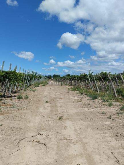 Finca en Venta en Lujan de Cuyo, Mendoza