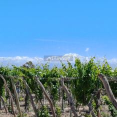 Lujan de Cuyo El Carrizal