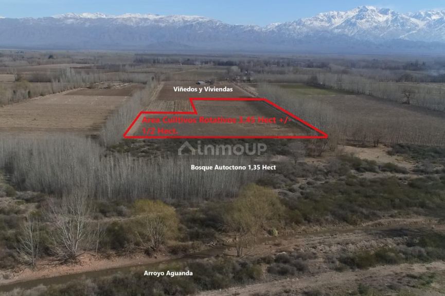 Finca en Venta en San Carlos, Mendoza