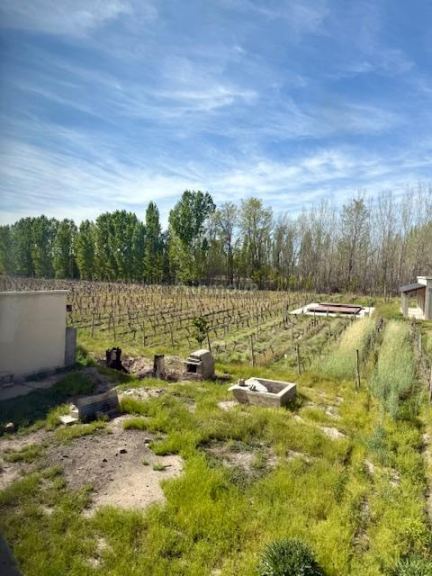 Finca en Venta en San Carlos, Mendoza