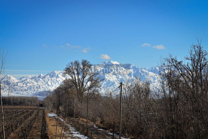 Finca en Venta en San Carlos, Mendoza